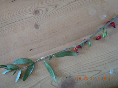 Lighted Candles Mistletoe, Vuurhoutjievoëlent