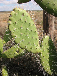 Prickly Pear, Turksvy