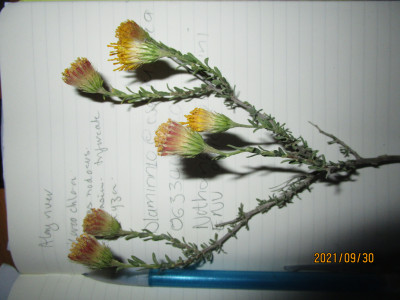 Bergdraaibos, Draaibos, Geelbergdraaibos, Perdebos
