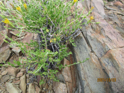 Bergdraaibos, Draaibos, Geelbergdraaibos, Perdebos