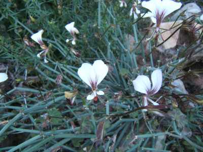 Square-Stemmed Pelargonium