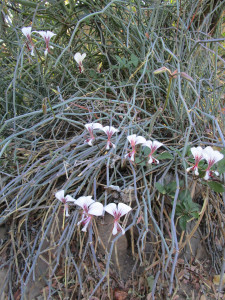Square-Stemmed Pelargonium