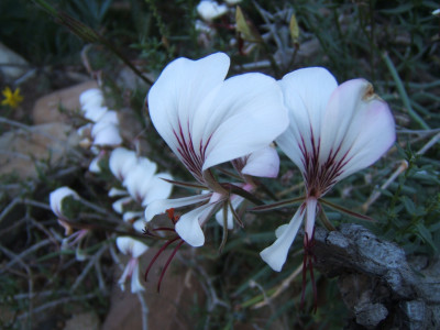 Square-Stemmed Pelargonium