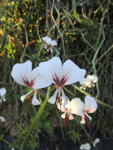 Square-Stemmed Pelargonium