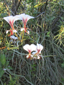 Square-Stemmed Pelargonium