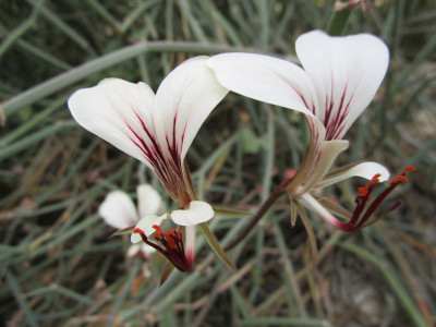 Square-Stemmed Pelargonium