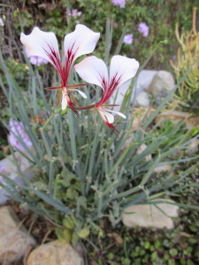 Square-Stemmed Pelargonium