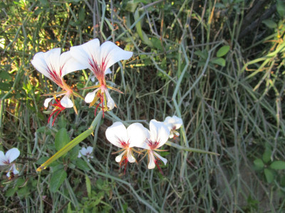 Square-Stemmed Pelargonium