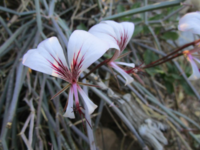 Square-Stemmed Pelargonium