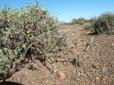Skaapkaroo