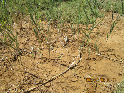 Common Reed, Fluitjiesriet