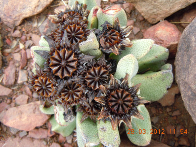 Kwaggavy, Volstruistoon