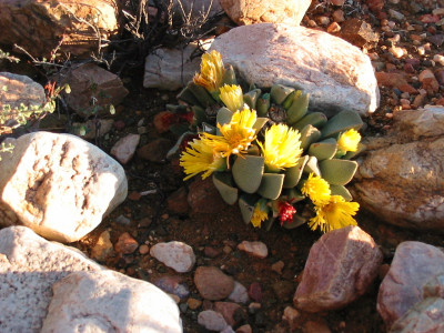 Kwaggavy, Volstruistoon
