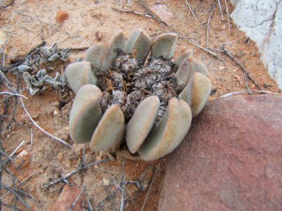 Kwaggavy, Volstruistoon