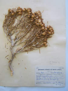 Aasvoëlbossie, Scholtzbossie
