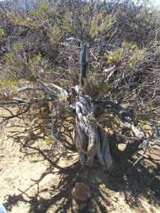 Aasvoëlbossie, Scholtzbossie