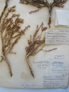 Gombos, Gombossie, Perdebossie, Swartkaroo