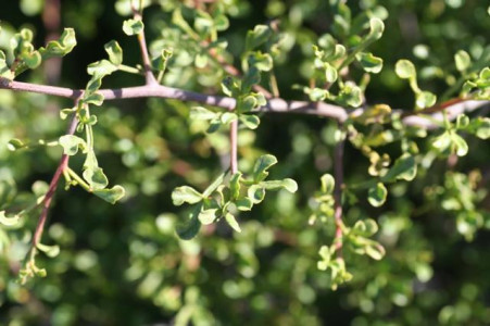 Koeniebos
