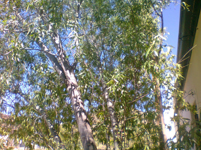 Witkaree, White Karee
