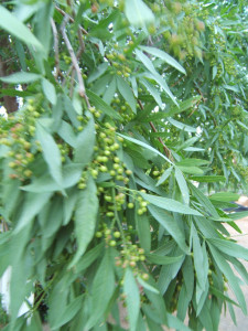 Witkaree, White Karee