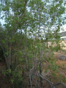 Witkaree, White Karee