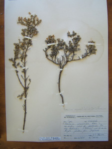 Bekkersbos, Blouperdekaroo, Hartebeeskaroo, Perdekaroo