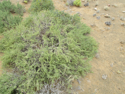 Rooilootganna, Kruipganna
