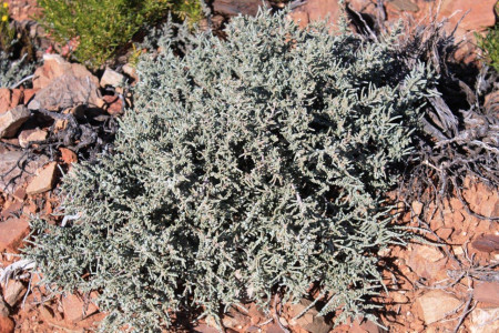 Blomkoolbossie, Blomkoolganna