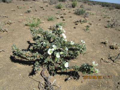 Grootkersbos