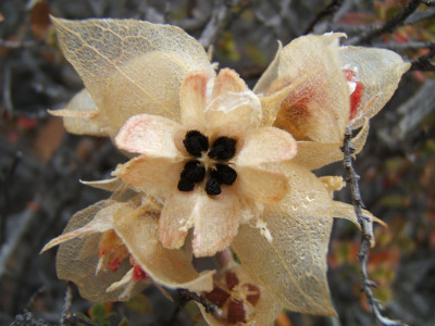 Regop Kougoed seeds