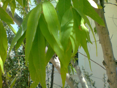 Witkaree, White Karee