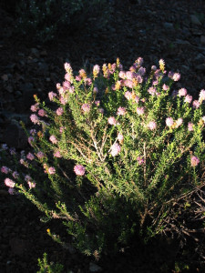Aarbossie