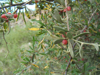 Kersies, Mistletoe, Voëlent