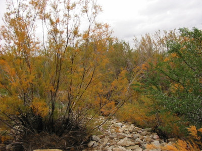 Pink Tamarix, Salt Cedar