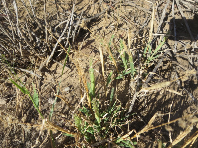 Small Carrot-Seed Grass, Kousklits