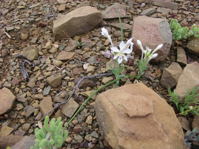 Kalkoentjie