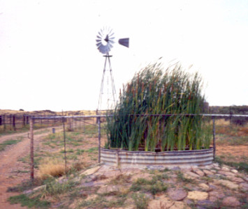 Bulrush, Papkuil