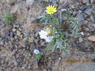 Papiertjies, Kleinbergmargriet