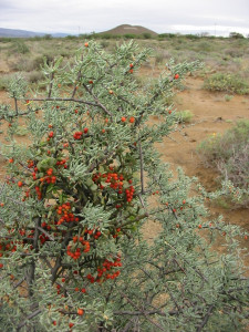 Red Berry Mistletoe, Rooi Voëlent