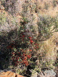 Red Berry Mistletoe, Rooi Voëlent