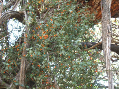 Red Berry Mistletoe/Rooi Voëlent