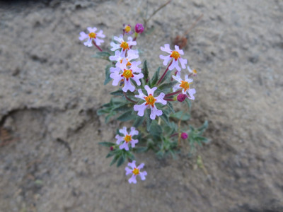 Verfblommetjie
