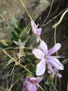 Skerpioenbos