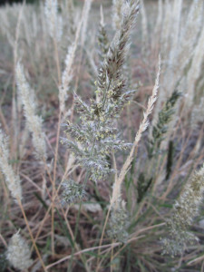 Agtdaegras , Common Nine-awned Grass , Fur Grass , Furgrass ,
Gewone Negenaaldgras