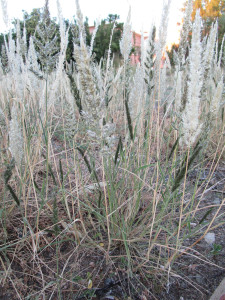 Agtdaegras , Common Nine-awned Grass , Fur Grass , Furgrass ,
Gewone Negenaaldgras