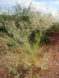 Blousaadgras, Blousaadsoetgras, Blousoetgras, Eastern Province Vlei
Grass, Growwevleigras, Kleinblousaadgras, Kleinsoetgras,
Knietjiesgras, Land-grass, Lehman Love Grass, Lehmann-eragrostis,
Lidjiesgras, Soetblousaadgras, Soetgras