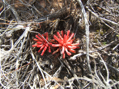 Ertroos, Inkblom, Jakkalsblom, Jakkalskos, Kannie, Katnaels, Rooi-inkblom, Rooipop, Skilpadblom, Skilpadkos, Slakblom, Snail Flower, Soetpop, Suikerbos, Wolwekos