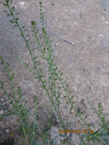 African Pepperwort, Kanariesaadgras, Peperbossie, Peppergrass,
Pepperweed, Sebista, Sterkgras, Sterkkos, Tonguegrass