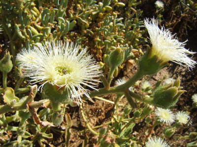 Brakslaai, Brakvy, Ice Plant, Noeta, Olifantslaai, Rosa De Jericho ,
Slaai, Slaaibos, Slaaibossie, Soutslaai, Volstruisslaai
