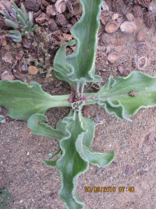 Brakslaai, Brakvy, Ice Plant, Noeta, Olifantslaai, Rosa De Jericho ,
Slaai, Slaaibos, Slaaibossie, Soutslaai, Volstruisslaai